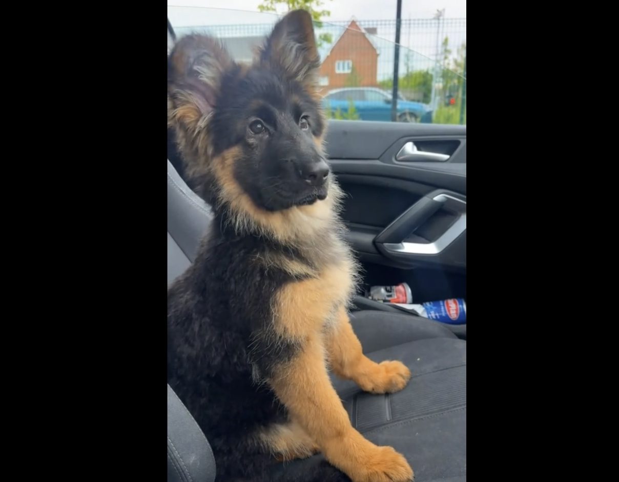 They See Me Rollin’ 🐾😎